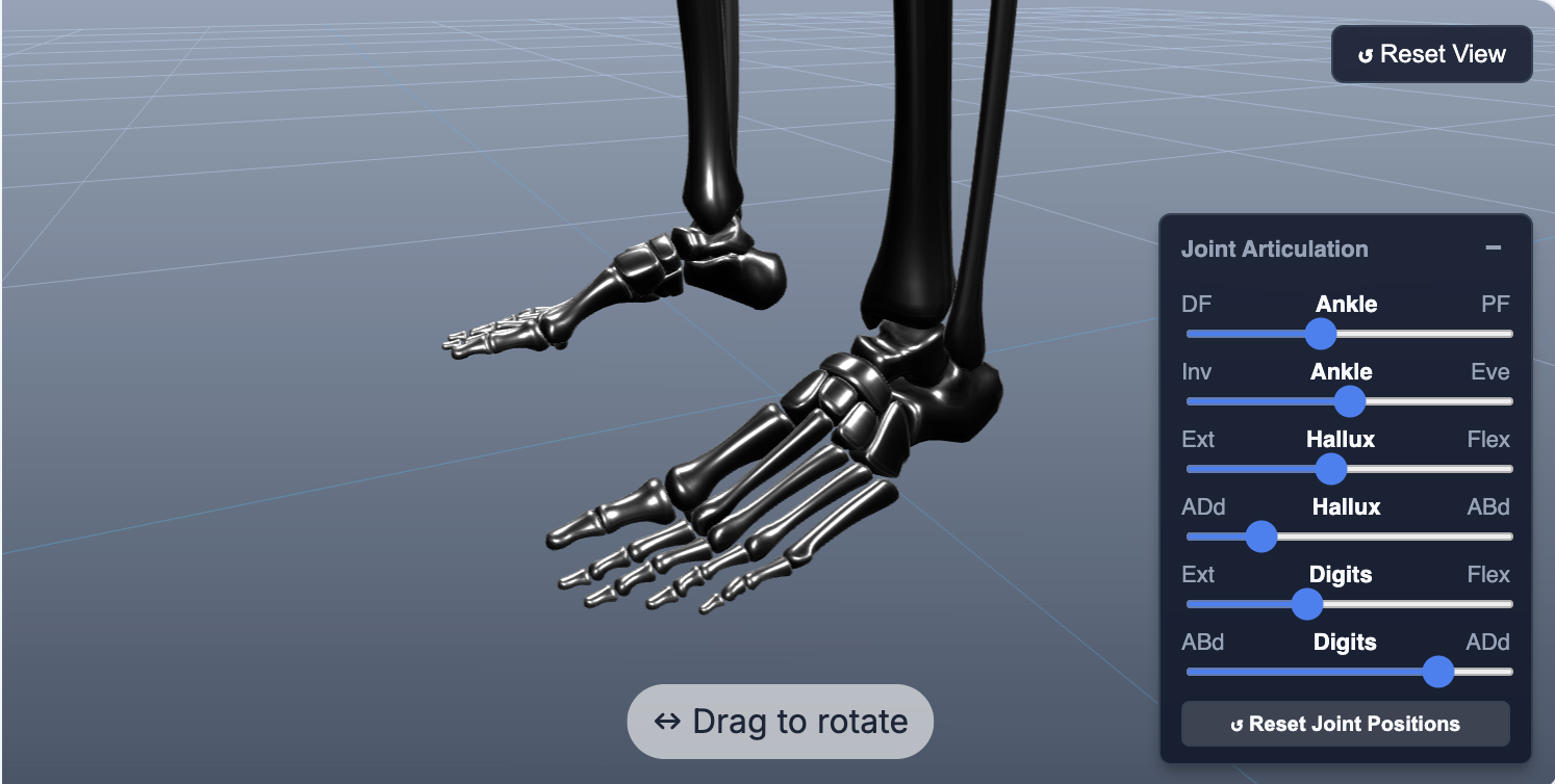 Interactive 3D anatomy visualization